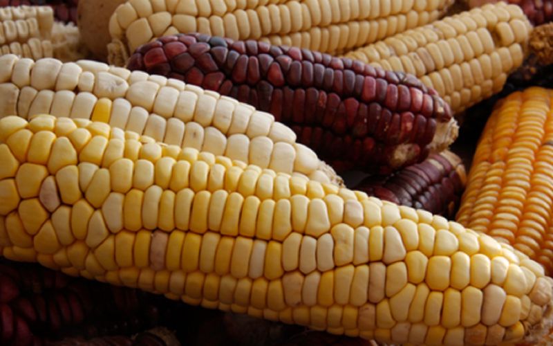 El T-MEC pone en riesgo al maíz mexicano: Espinosa