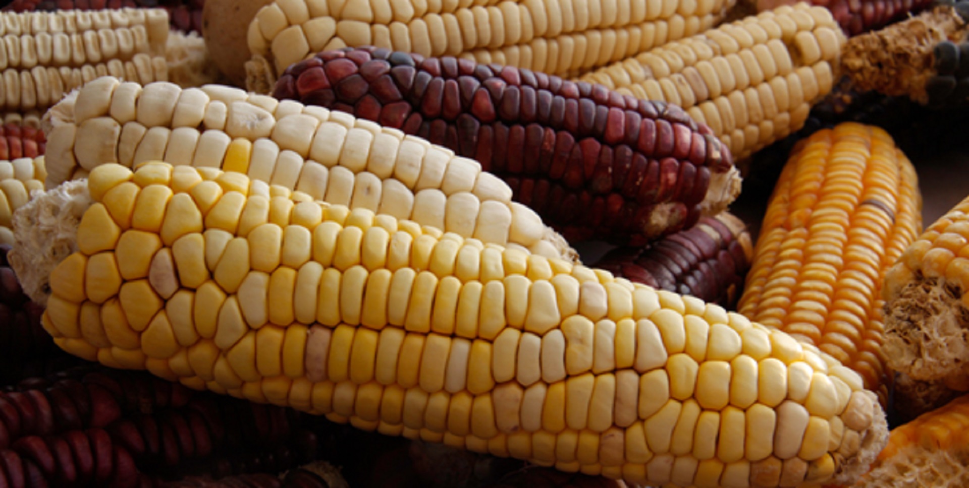 Cayó 40% la producción de maíz debido a la sequía: Conagua