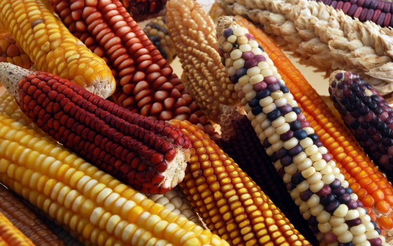 Tribunal Colegiado revoca suspensión provisional en el amparo contra Decreto sobre el glifosato y el maíz genéticamente modificado