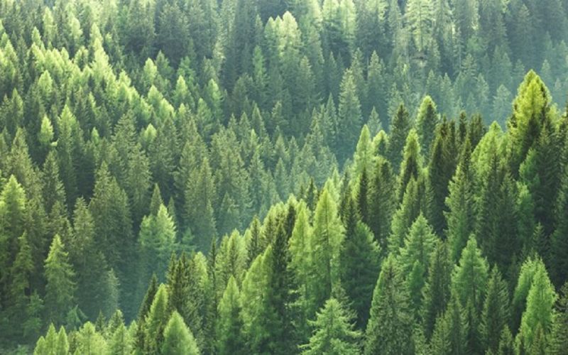 Plantar un billón de árboles, la forma más eficaz para combatir el calentamiento global