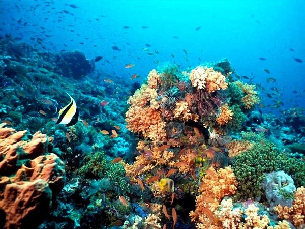 Descubren siete arrecifes en las costas de Veracruz