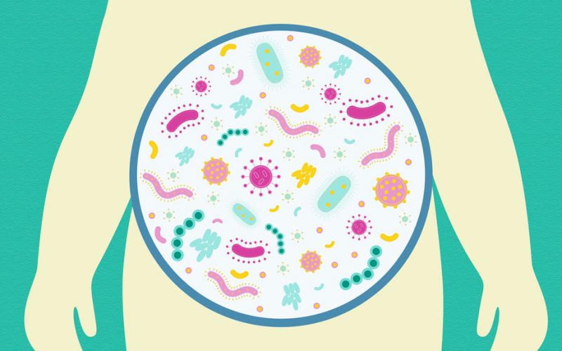 Esta bacteria podría ayudar a combatir la obesidad