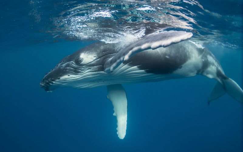 23 de julio, Día Mundial de las Ballenas y los Delfines