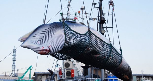 Tras 30 años de prohibición, Japón reanuda la caza comercial de ballenas
