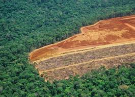 La deforestación de la Amazonia podría desencadenar nuevas pandemias, advierten expertos