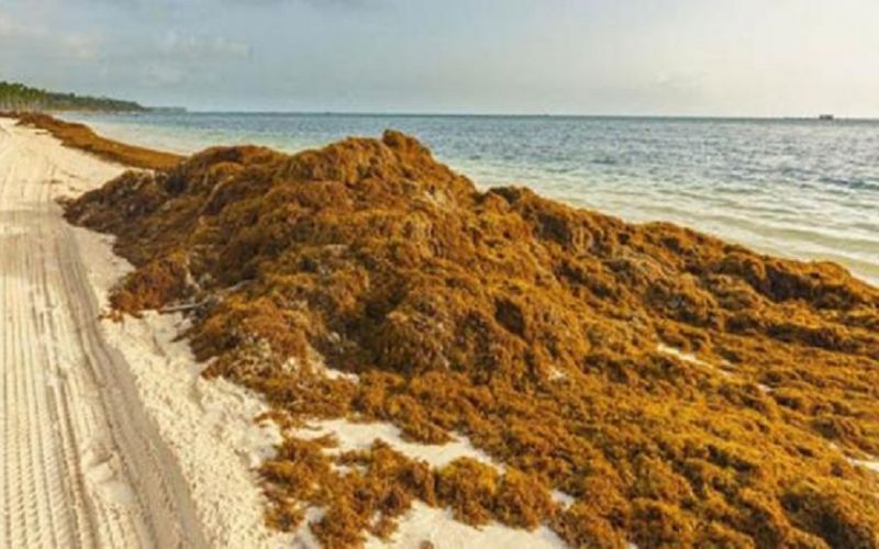 En 2020 se recolectaron 17 mil 865 toneladas de sargazo e Quintana Roo
