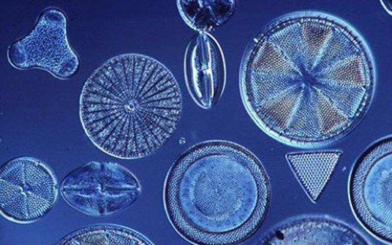 La acidificación de los océanos podría debilitar las “casas de cristal” de las diatomeas