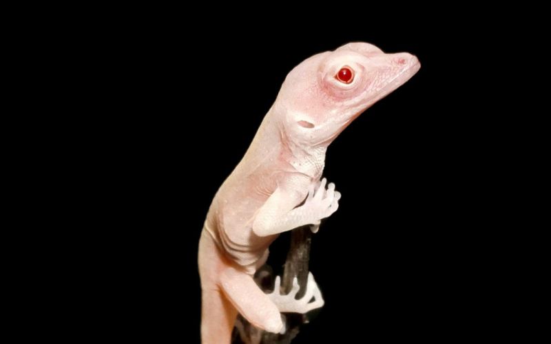 El primer reptil editado genéticamente podría ayudar en la cura del albinismo ocular