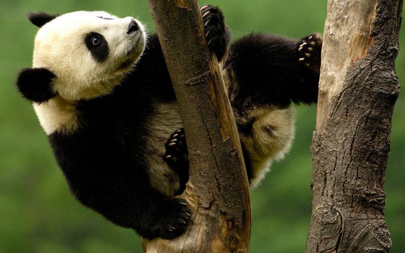 La población mundial de animales en los bosques cayó 53% desde 1970: WWF
