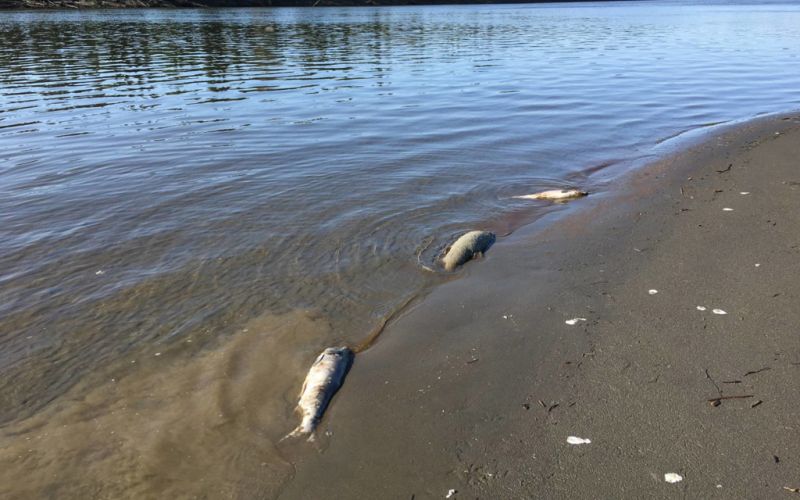 Las aguas cálidas de Alaska están causando la muerte masiva del salmón