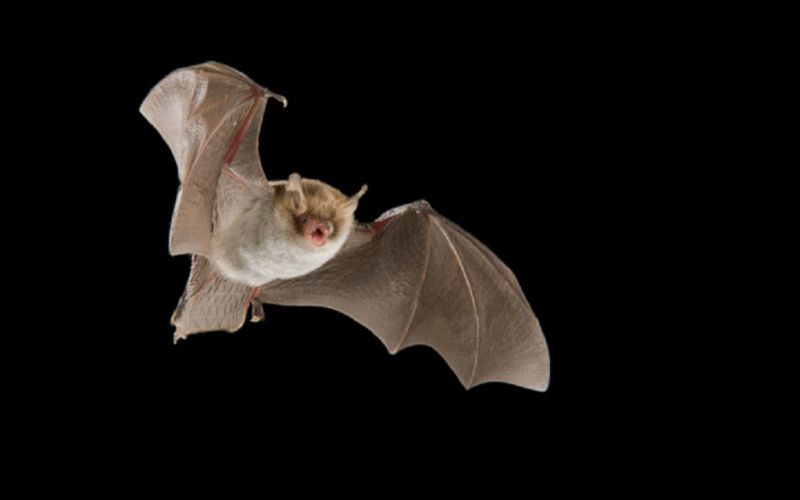 Los murciélagos y su contribución al cultivo de nueces