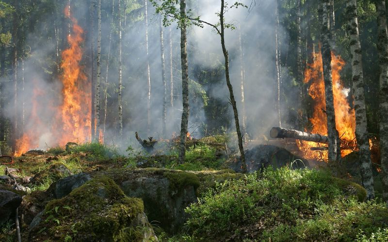 Gel para ayudar a prevenir incendios forestales