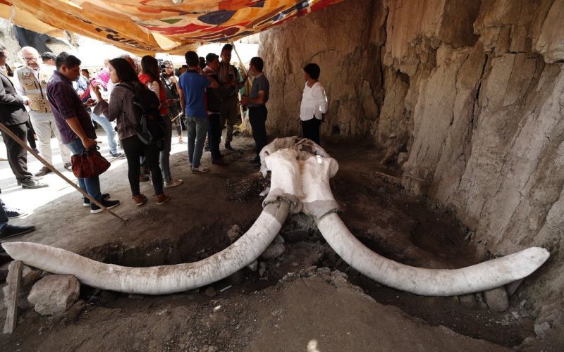 Los esqueletos de mamut hallados en México, dan pistas sobre la caza en tiempos prehistóricos