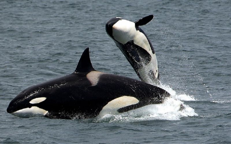 Las orcas “abuelas” aumentan las tasas de supervivencia de sus “nietos”