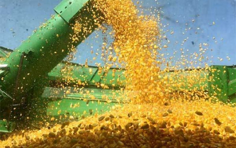 Niega México por primera vez permiso a maíz transgénico