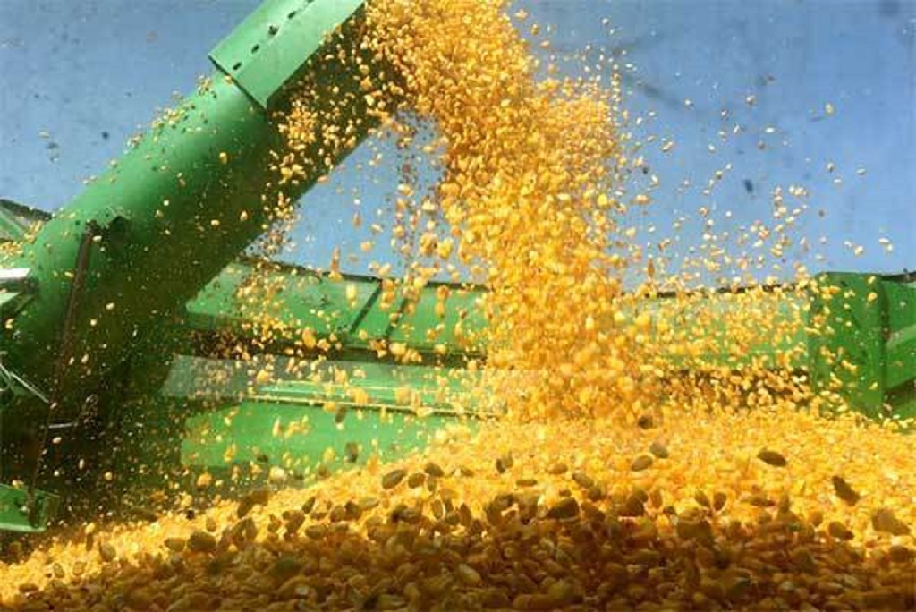 Estados Unidos se negó a realizar pruebas conjuntas de maíz transgénico con el Conahcyt