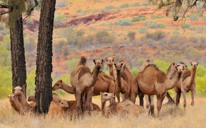 Cazadores australianos matarán a 10 mil camellos salvajes