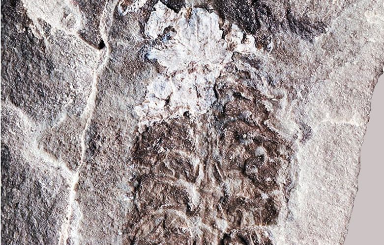 Descubren fósil de escorpión de 437 millones de años, es el animal terrestre más antiguo conocido