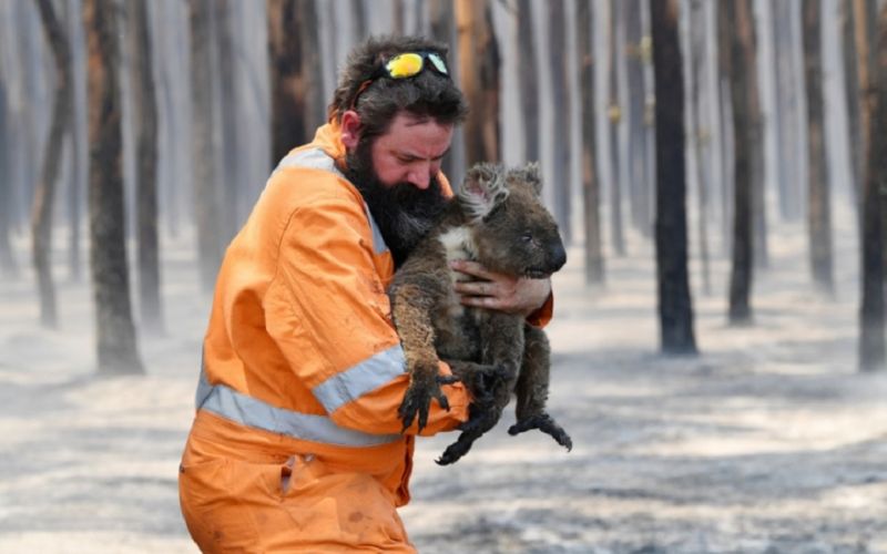 Se estima que han muerto más de mil millones de animales a causa de los incendios en Australia