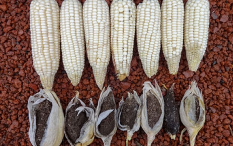 Colegio de Posgraduados desarrolla variedad de maíz con mayor rendimiento y resistente al carbón de la espiga