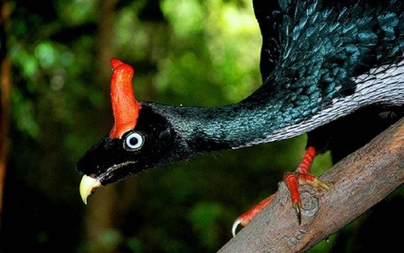 Reporta Conanp avistamiento de una pareja de ave pavón en la Reserva de la Biósfera El Triunfo