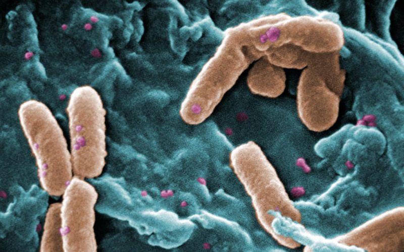 Científicos descubren bacteria que se alimenta de poliuretano