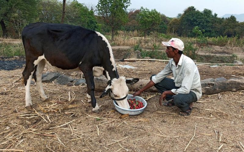 En la India, agricultores alimentan con fresas al ganado; no pueden llevar su producto al mercado