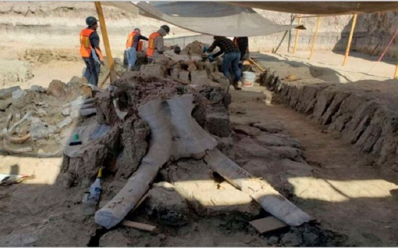 Hallan restos de 60 mamuts en la zona del Aeropuerto de Santa Lucía