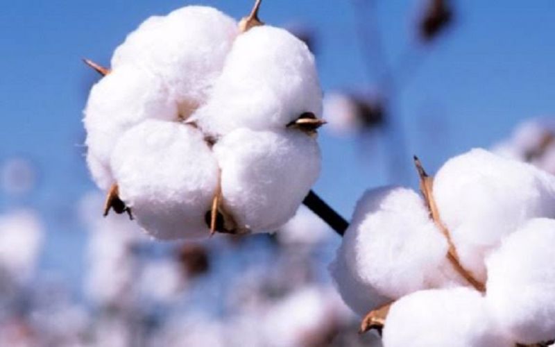 Semarnat rechaza 19 solicitudes de siembra de algodón genéticamente modificado