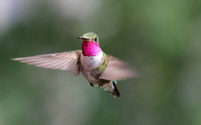 Los colibríes ven colores que los humanos solo pueden imaginar