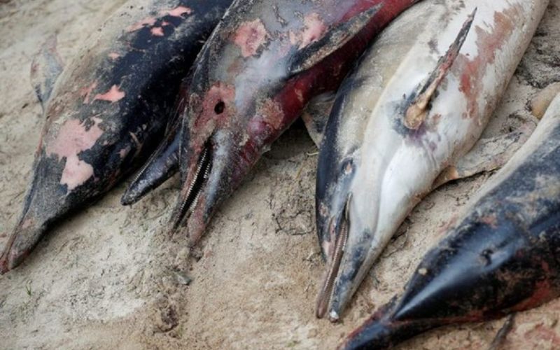 Delfines muertos llegan a las costas de Francia en números récord