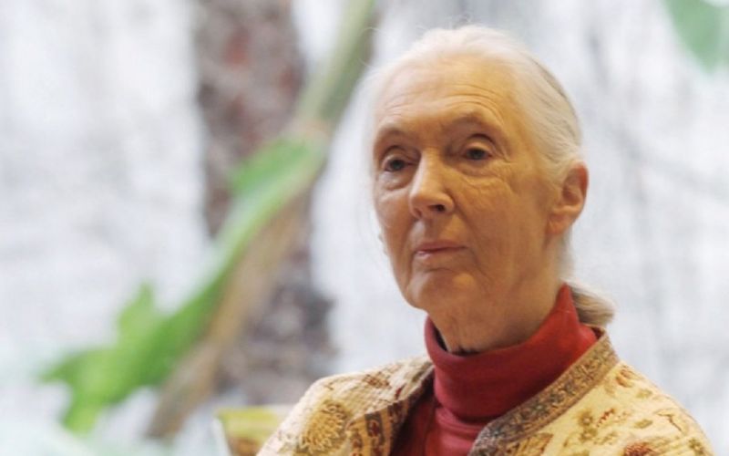 La humanidad está “acabada” si no se adapta después de Covid-19: Jane Goodall