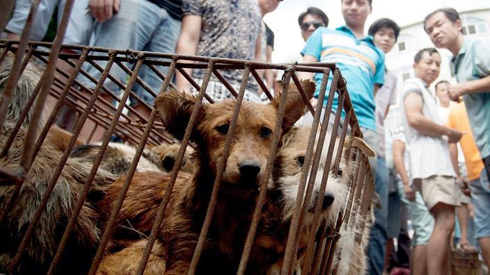 En la lucha por prohibir el consumo de carne de perro, los activistas de China encontraron un aliado en el coronavirus