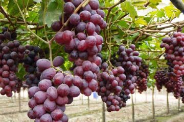 Inicia exportación de uva de Sonora a Corea del Sur