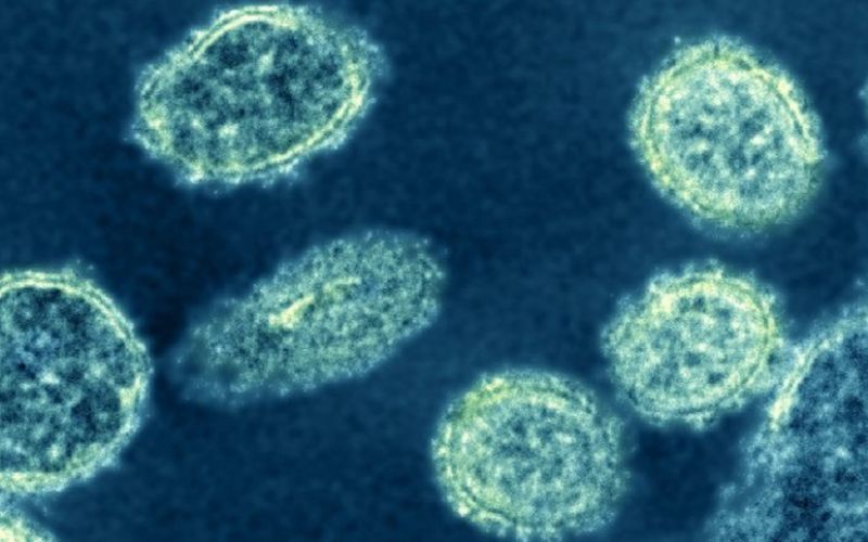 En China se identificó una nueva cepa de gripe porcina con “potencial pandémico”