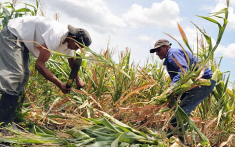Revisan Agricultura y gobiernos de Yucatán y Quintana Roo acciones para reactivar actividad agropecuaria