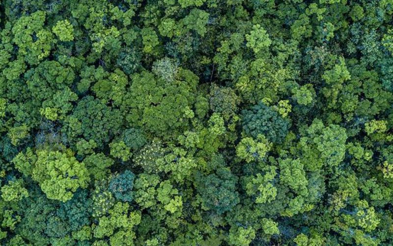 Cuatro programas del Gobierno de México se conjuntan para garantizar la cobertura forestal y mitigar el cambio climático