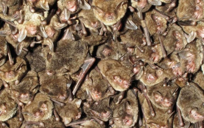 Científicos advierten, es necesaria más investigación sobre murciélagos para prevenir la próxima pandemia
