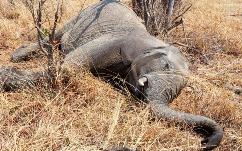 Cientos de elefantes mueren misteriosamente en Botswana