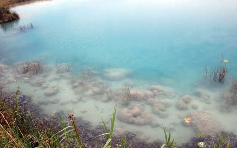 Apoya Semarnat acciones para proteger los estromatolitos como parte de la riqueza natural de México