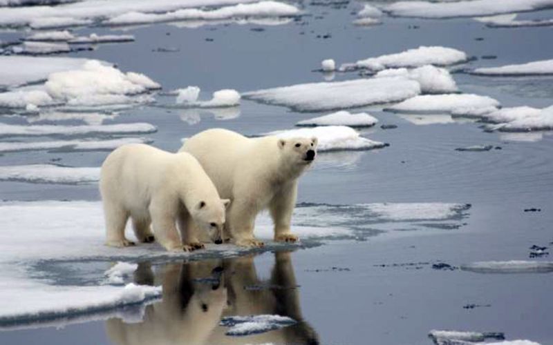 El cambio climático podría acabar con casi todos los osos polares para 2100