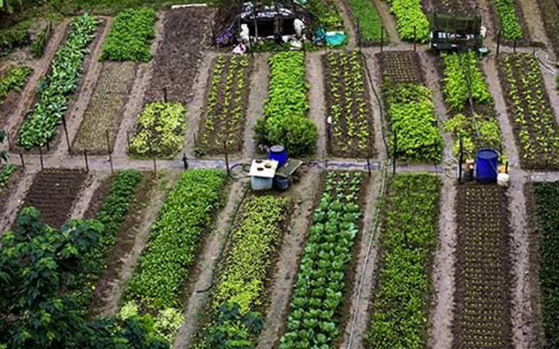 Apuesta medio ambiente a la agroecología para enfrentar la crisis alimentaria de México y el mundo