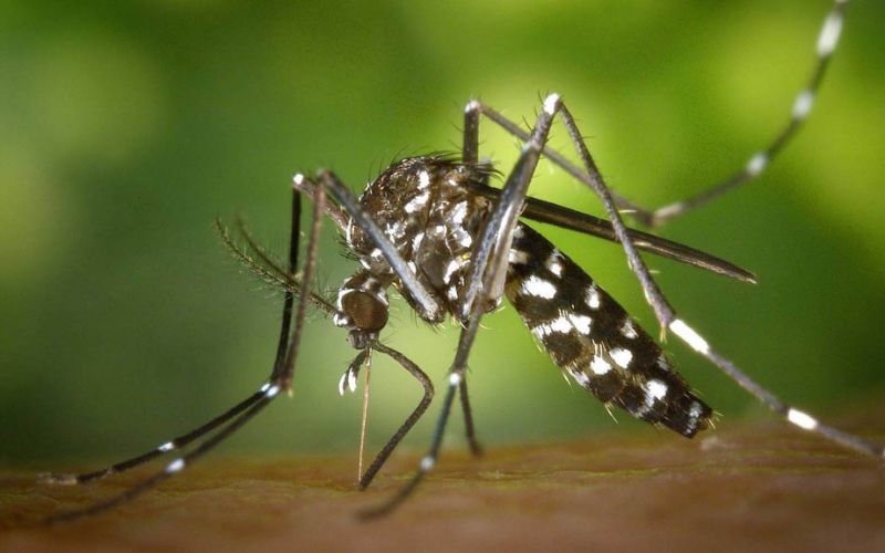 Liberan en Florida mosquitos genéticamente modificados