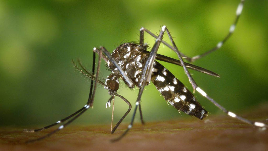 Continúa el aumento de casos de dengue, suman más de 18 mil