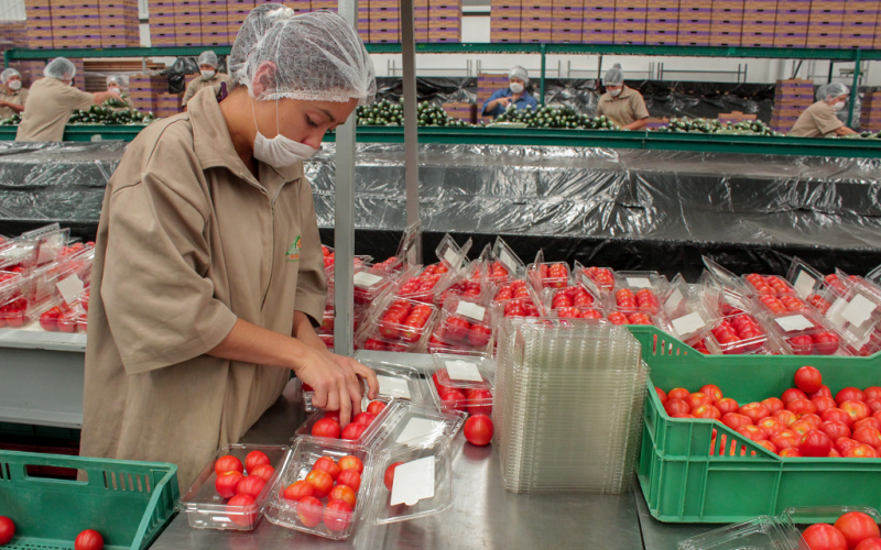 Aumenta 19% superávit agroalimentario al primer semestre del año