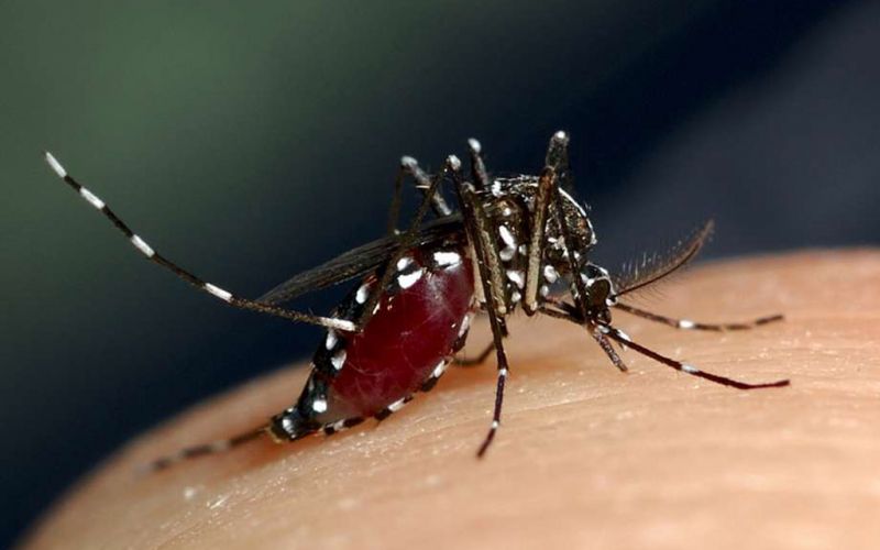 Encuentran mosquitos portadores del virus del Nilo en Washington