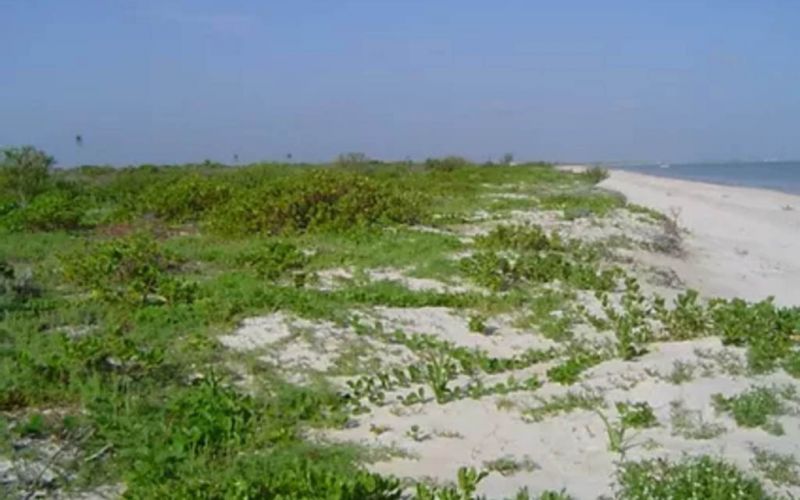 Universitarios recuperan dunas en Sisal, Yucatán