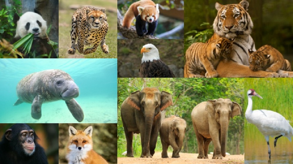 india-endangered-species