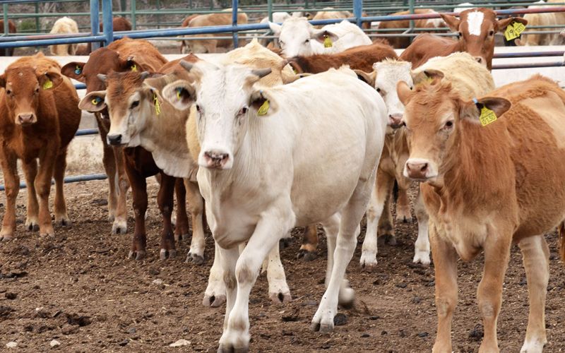 Pese a la pandemia, exportaciones de carne y ganado suman 2 mil 242 mdd