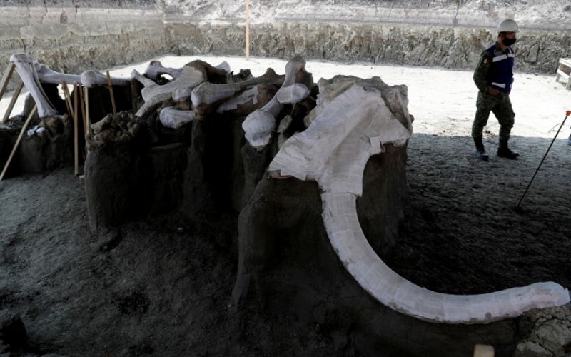 Santa Lucía emerge como el principal cementerio de mamuts de la Edad del Hielo